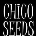Purchase Chico Seeds MP3