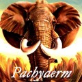 Purchase Pachyderm MP3