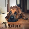 Purchase Sweet Little Bloodhound MP3