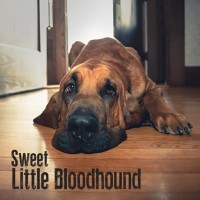 Sweet Little Bloodhound